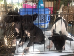 251091942_831331677540041_6018692123586516956_n.jpg - Puppies has a good home เมตตาธรรม ค้ำจุนโลก | https://www.santisookdogandcat.org