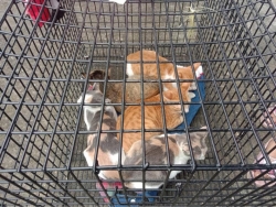 265108412_851423085530900_2328590486856497849_n.jpg - ทำหมันน้องหมาน้องแมว “ฟรี” Sterilization ทางมูลนิธิสันติสุขเพื่อสุนัขและแมวจรจัด ร่วมกับกองสาธารณสุข | https://www.santisookdogandcat.org