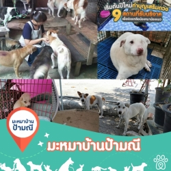 272132330_5214649078546738_7684586106186863576_n.jpg - เริ่มต้นปีให้ปัง! ด้วยการทำบุญ 9 สถานที่รับบริจาค เพื่อช่วยเหลือน้องหมาน้องแมว ผ่าน PetPaw Application | https://www.santisookdogandcat.org