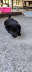 273486990_886820131991195_6660668738953071979_n.jpg - Adopt me please มารับเลี้ยงเด็กๆไร้บ้านกันเถอะค่ะ | https://www.santisookdogandcat.org