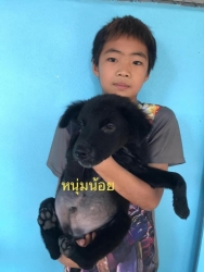 275193540_900507653955776_6299754428025840032_n.jpg - Puppies For Adoption เชิญค่ะ เลี้ยงคนแล้วเหนื่อยใจ หันมารับเลี้ยงเพื่อนที่แสนจะซื่อสัตย์แทน ได้บุญ ได้ความสุข ได้รอยยิ้ม เด็กๆชุดนี้มาจาก เขื่อนแม่กวง ที่ถูกคนนำมาทิ้ง (เหมือนเดิม) ทุกตัวได้วัคซีน 2 เข็ม | https://www.santisookdogandcat.org