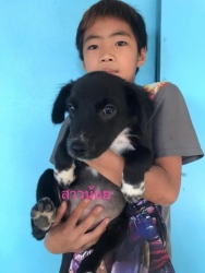 275201067_900507730622435_1510109567216732270_n.jpg - Puppies For Adoption เชิญค่ะ เลี้ยงคนแล้วเหนื่อยใจ หันมารับเลี้ยงเพื่อนที่แสนจะซื่อสัตย์แทน ได้บุญ ได้ความสุข ได้รอยยิ้ม เด็กๆชุดนี้มาจาก เขื่อนแม่กวง ที่ถูกคนนำมาทิ้ง (เหมือนเดิม) ทุกตัวได้วัคซีน 2 เข็ม | https://www.santisookdogandcat.org