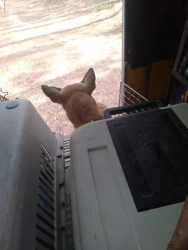 277741567_1421598718272172_5973595654286086016_n.jpg - Return Sterilization TNR “อ่างเก็บน้ำห้วยลาน” อำเภอสันกำแพง เชียงใหม่ ส่งกลับสุนัขทำหมัน หลังจากพักฟ | https://www.santisookdogandcat.org