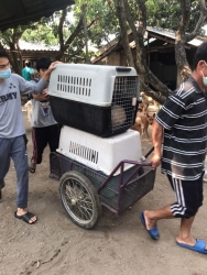 277753321_1421598614938849_8667292021622853318_n.jpg - Return Sterilization TNR “อ่างเก็บน้ำห้วยลาน” อำเภอสันกำแพง เชียงใหม่ ส่งกลับสุนัขทำหมัน หลังจากพักฟื้นที่มูลนิธิ จนแผลหายดี ทางมูลนิธิ ได้ทำสัญลักษณ์ โดนการคลิบที่ใบหู ทำวัคซีนพิษสุนัขบ้า ยาเห็บหมัด และยาป้องกันพยาธิหนอนหัวใจ เรียบร้อย | https://www.santisookdogandcat.org