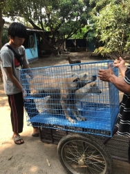 277990285_1421598598272184_2109004293644912384_n.jpg - Return Sterilization TNR “อ่างเก็บน้ำห้วยลาน” อำเภอสันกำแพง เชียงใหม่ ส่งกลับสุนัขทำหมัน หลังจากพักฟื้นที่มูลนิธิ จนแผลหายดี ทางมูลนิธิ ได้ทำสัญลักษณ์ โดนการคลิบที่ใบหู ทำวัคซีนพิษสุนัขบ้า ยาเห็บหมัด และยาป้องกันพยาธิหนอนหัวใจ เรียบร้อย | https://www.santisookdogandcat.org