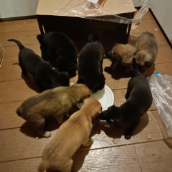 283224560_946362116036996_1936229516276910241_n.jpg - Abandoned Puppies คิดได้ ทำได้ เพราะง่ายดี เมื่อวานมีผู้แจ้ง ว่าพบลูกสุนัขกองอยู่ข้างถนน พิกัด สะเมิง พร้อมกระสอบใส่ จำนวน8 ตัว ลูกสุนัขพากันเดินออกมาข้างถนน ผู้พบเห็นจึงต้องเอากลับมาบ้านก่อน | https://www.santisookdogandcat.org