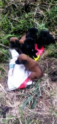 283271338_946362056037002_2059493383063618565_n.jpg - Abandoned Puppies คิดได้ ทำได้ เพราะง่ายดี เมื่อวานมีผู้แจ้ง ว่าพบลูกสุนัขกองอยู่ข้างถนน พิกัด สะเมิง พร้อมกระสอบใส่ จำนวน8 ตัว ลูกสุนัขพากันเดินออกมาข้างถนน ผู้พบเห็นจึงต้องเอากลับมาบ้านก่อน | https://www.santisookdogandcat.org