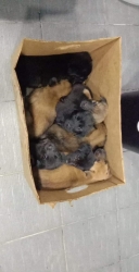 283415187_946362096036998_2852757177085058421_n.jpg - Abandoned Puppies คิดได้ ทำได้ เพราะง่ายดี เมื่อวานมีผู้แจ้ง ว่าพบลูกสุนัขกองอยู่ข้างถนน พิกัด สะเมิง พร้อมกระสอบใส่ จำนวน8 ตัว ลูกสุนัขพากันเดินออกมาข้างถนน ผู้พบเห็นจึงต้องเอากลับมาบ้านก่อน | https://www.santisookdogandcat.org