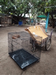 289593460_965594810780393_4097974544470331790_n.jpg - มูลนิธิสันติสุขเพื่อสุนัขและแมวจรจัด ขอขอบพระคุณทุกท่านที่ส่ง อาหารแมว อาหารสุนัข มาทางพัสดุ สิ่งของ | https://www.santisookdogandcat.org