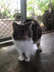 289728237_965907477415793_8400792778556051205_n.jpg - หาบ้านให้น้อง Exotic shorthair สีดำขาวเพศผู้ สีลายเพศเมีย ทำหมัน ทำวัคซีนครบ ตรวจโรคผ่านทุกอย่าง อายุ4 ขวบ นิสัย ขี้อ้อนติดคน ทั้งคู่ เลี้ยงในบ้านตลอด ท่านใดที่มีกำลังในการเลี้ยงดู (กำลังทรัพย์) | https://www.santisookdogandcat.org