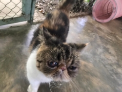 289823145_965907504082457_1677687823400756672_n.jpg - หาบ้านให้น้อง Exotic shorthair สีดำขาวเพศผู้ สีลายเพศเมีย ทำหมัน ทำวัคซีนครบ ตรวจโรคผ่านทุกอย่าง อายุ4 ขวบ นิสัย ขี้อ้อนติดคน ทั้งคู่ เลี้ยงในบ้านตลอด ท่านใดที่มีกำลังในการเลี้ยงดู (กำลังทรัพย์) | https://www.santisookdogandcat.org