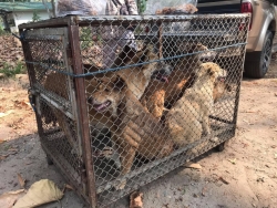 307209243_1019378418735365_809180625736632417_n.jpg - ทำหมัน Castration/Spay วันนี้เป็นอีกหนึ่งวัน ที่ทางมูลนิธิสันติสุขเพื่อแมวจรจัด ได้ทำหมันให้แก่สุนัขและแมว วัด รวมถึง ผู้ที่ให้อาหารสุนัขและแมวไร้บ้าน ที่ไม่มีทุนทรัพย์ในการทำหมัน เราพยายาม ทำเรื่อยๆ แม้จะไม่ใช่จำนวนมากๆแต่เราก็ทำตลอด เพื่อลดปัญหาการขยายพ | https://www.santisookdogandcat.org