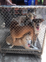 307371801_1019378438735363_2942759640968822820_n.jpg - ทำหมัน Castration/Spay วันนี้เป็นอีกหนึ่งวัน ที่ทางมูลนิธิสันติสุขเพื่อแมวจรจัด ได้ทำหมันให้แก่สุนัขและแมว วัด รวมถึง ผู้ที่ให้อาหารสุนัขและแมวไร้บ้าน ที่ไม่มีทุนทรัพย์ในการทำหมัน เราพยายาม ทำเรื่อยๆ แม้จะไม่ใช่จำนวนมากๆแต่เราก็ทำตลอด เพื่อลดปัญหาการขยายพ | https://www.santisookdogandcat.org