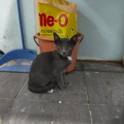 307478196_1021428031863737_4741274405861287625_n.jpg - Adopt me please หาบ้านท่านใดที่มองหา สมาชิกในครอบครัว เรามีแมว ที่น่ารัก อายุตั้งแต่ 2เดือนไป ทำวัคซีน อายุครบทำหมันให้ฟรี สนใจอุปการะ สามารถเขามาเยี่ยมมาดูได้ค่ะ ยังมีอีกหลายตัว ท่านช่วยเรา ทำให้เขฝรามีพื้นที่ ในการช่วยเหลือตัวอื่นๆเข้ามา | https://www.santisookdogandcat.org