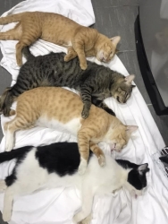 313882529_1052297755443431_4434843093550385077_n.jpg - ทำหมันน้องหมาน้องแมวกันเถอะท่านทราบหรือไม่ สุนัขและแมวแพร่พันธุ์ได้เร็วมากๆ โดยเฉพาะแมว สามารถขยายพั | https://www.santisookdogandcat.org