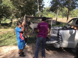 315012319_1059922764680930_9049757628504850632_n.jpg - TNR : Temple cats stray dogs from Huai Lan Mee on Chaing mai 72 Cats 35 Dogs Successful | https://www.santisookdogandcat.org