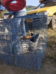 315050757_1059923064680900_5663244284084848819_n.jpg - TNR : Temple cats stray dogs from Huai Lan Mee on Chaing mai 72 Cats 35 Dogs Successful | https://www.santisookdogandcat.org