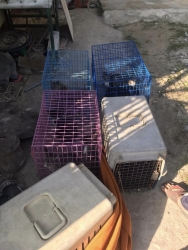 315209720_1059921418014398_4775418384572369872_n.jpg - TNR : Temple cats stray dogs from Huai Lan Mee on Chaing mai 72 Cats 35 Dogs Successful | https://www.santisookdogandcat.org