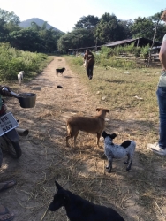 315305433_1059921438014396_2419101022102710456_n.jpg - TNR : Temple cats stray dogs from Huai Lan Mee on Chaing mai 72 Cats 35 Dogs Successful | https://www.santisookdogandcat.org