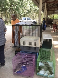 315420442_1059922704680936_8119164225329625467_n.jpg - TNR : Temple cats stray dogs from Huai Lan Mee on Chaing mai 72 Cats 35 Dogs Successful | https://www.santisookdogandcat.org