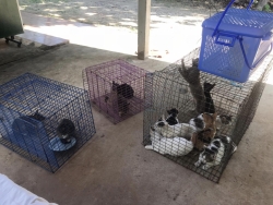 315442596_1059922391347634_5570220459425125697_n.jpg - TNR : Temple cats stray dogs from Huai Lan Mee on Chaing mai 72 Cats 35 Dogs Successful | https://www.santisookdogandcat.org