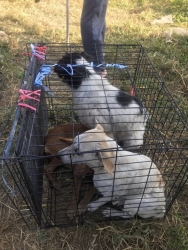 315444200_1059921448014395_5952787830700862367_n.jpg - TNR : Temple cats stray dogs from Huai Lan Mee on Chaing mai 72 Cats 35 Dogs Successful | https://www.santisookdogandcat.org