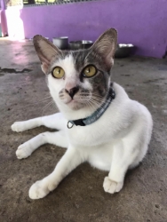 316027674_1065017607504779_3779228355957025781_n.jpg - Adopt me please เชิญค่ะ ท่านใดที่เป็นทาสมิ้วๆทั้งหลาย เชิญมาหยิบความน่ารัก ใส่รถกลับบ้านพร้อมท่าน เร | https://www.santisookdogandcat.org