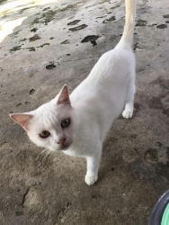 316033757_1065017490838124_6041034736852040454_n.jpg - Adopt me please เชิญค่ะ ท่านใดที่เป็นทาสมิ้วๆทั้งหลาย เชิญมาหยิบความน่ารัก ใส่รถกลับบ้านพร้อมท่าน เร | https://www.santisookdogandcat.org