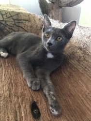 316049740_1065017344171472_5668190443201746002_n.jpg - Adopt me please เชิญค่ะ ท่านใดที่เป็นทาสมิ้วๆทั้งหลาย เชิญมาหยิบความน่ารัก ใส่รถกลับบ้านพร้อมท่าน เร | https://www.santisookdogandcat.org