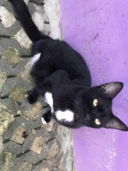 316202009_1065017587504781_6192933012913138488_n.jpg - Adopt me please เชิญค่ะ ท่านใดที่เป็นทาสมิ้วๆทั้งหลาย เชิญมาหยิบความน่ารัก ใส่รถกลับบ้านพร้อมท่าน เร | https://www.santisookdogandcat.org