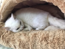 316252466_1065017384171468_503257207343003724_n.jpg - Adopt me please เชิญค่ะ ท่านใดที่เป็นทาสมิ้วๆทั้งหลาย เชิญมาหยิบความน่ารัก ใส่รถกลับบ้านพร้อมท่าน เร | https://www.santisookdogandcat.org