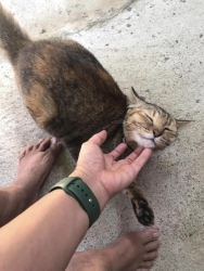 316534801_1065017434171463_4278550746949433044_n.jpg - Adopt me please เชิญค่ะ ท่านใดที่เป็นทาสมิ้วๆทั้งหลาย เชิญมาหยิบความน่ารัก ใส่รถกลับบ้านพร้อมท่าน เร | https://www.santisookdogandcat.org