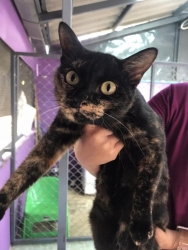 316554862_1065017530838120_2537730854835210967_n.jpg - Adopt me please เชิญค่ะ ท่านใดที่เป็นทาสมิ้วๆทั้งหลาย เชิญมาหยิบความน่ารัก ใส่รถกลับบ้านพร้อมท่าน เร | https://www.santisookdogandcat.org