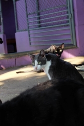 318222694_1077104942962712_4293999834992638091_n.jpg - Cats for adoption สวัสดีค่ะ หากท่านกำลังมองหา สมาชิกใหม่เพิ่มในครอบครัว เพื่อนที่แสนดี ซื่อสัตย์ หากทุกพร้อมสามารถเข้ามาเยี่ยมดูเด็กๆ ที่ทางมูลนิธิสันติสุขเพื่อสุนัขและแมวจรจัด ได้ให้ความช่วยเหลือเข้ามา | https://www.santisookdogandcat.org