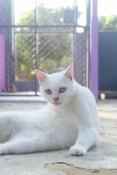 318994071_1077104496296090_3030191406145984676_n.jpg - Cats for adoption สวัสดีค่ะ หากท่านกำลังมองหา สมาชิกใหม่เพิ่มในครอบครัว เพื่อนที่แสนดี ซื่อสัตย์ หากทุกพร้อมสามารถเข้ามาเยี่ยมดูเด็กๆ ที่ทางมูลนิธิสันติสุขเพื่อสุนัขและแมวจรจัด ได้ให้ความช่วยเหลือเข้ามา | https://www.santisookdogandcat.org