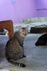 319155828_1077104502962756_3610666293531942770_n.jpg - Cats for adoption สวัสดีค่ะ หากท่านกำลังมองหา สมาชิกใหม่เพิ่มในครอบครัว เพื่อนที่แสนดี ซื่อสัตย์ หากทุกพร้อมสามารถเข้ามาเยี่ยมดูเด็กๆ ที่ทางมูลนิธิสันติสุขเพื่อสุนัขและแมวจรจัด ได้ให้ความช่วยเหลือเข้ามา | https://www.santisookdogandcat.org