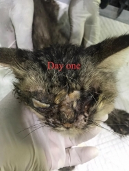 319644974_644009407504279_5616668269986899155_n.jpg - Successful treatment He alive หลายๆท่านคงยังจำได้ดี แมวจรจัดป่วย ที่ทางมูลนิธิได้ให้การช่วยเหลือมารักษาพยาบาล เฮียเก้า คือชื่อของเขา ปัจจุบันเขามีความสุขดี เฮียเก้า เสียตาทั้งสองข้าง | https://www.santisookdogandcat.org