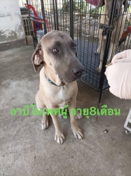 322344355_542524671145662_4333952811679106964_n.jpg - หาบ้านถาวร พิกัด วัดป่าธรรมาภิรมย์ บ้านโฮ่ง จังหวัดลำพูน เบอร์ติดต่อ 093-5817989 สุนัข..สายพันธุ์ ฟิลล่า จำนวน 4 ตัว ที่เจ้าของนำมาปล่อยไว้ที่วัด ตอนนี้พระที่ดูแลอยู่ ป่วยหนัก ไม่มีแรงที่จะดูแลได้ เพราะสุนัขเป็นสายพันธุ์ใหญ่ เกินกว่าที่พระจะดูแลได้ | https://www.santisookdogandcat.org