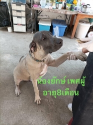 322965701_5781712125240956_6016918608921140577_n.jpg - หาบ้านถาวร พิกัด วัดป่าธรรมาภิรมย์ บ้านโฮ่ง จังหวัดลำพูน เบอร์ติดต่อ 093-5817989 สุนัข..สายพันธุ์ ฟิลล่า จำนวน 4 ตัว ที่เจ้าของนำมาปล่อยไว้ที่วัด ตอนนี้พระที่ดูแลอยู่ ป่วยหนัก ไม่มีแรงที่จะดูแลได้ เพราะสุนัขเป็นสายพันธุ์ใหญ่ เกินกว่าที่พระจะดูแลได้ | https://www.santisookdogandcat.org