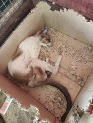 323640311_584319139799131_3548624238986929953_n.jpg - 60 Cats Tampel in Bangkok Urgent rescue ทางมูลนิธิสันติสุขเพื่อสุนัขและแมวจรจัด ได้เดินทางไปรับแมว วัดแห่งหนึ่งใน กรุงเทพ จำนวน60 ตัวที่ผู้ดูแลป่วย และไม่สามารถดูแลแมวได้อีกต่อไป บวกกับทางวัด ต้องการให้แมวออกจากวัดไป | https://www.santisookdogandcat.org