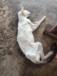 327045844_720383893061201_4123141385071354763_n.jpg - 60 Cats Tampel in Bangkok Urgent rescue ทางมูลนิธิสันติสุขเพื่อสุนัขและแมวจรจัด ได้เดินทางไปรับแมว วัดแห่งหนึ่งใน กรุงเทพ จำนวน60 ตัวที่ผู้ดูแลป่วย และไม่สามารถดูแลแมวได้อีกต่อไป บวกกับทางวัด ต้องการให้แมวออกจากวัดไป | https://www.santisookdogandcat.org