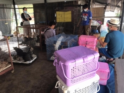 327804931_1609071546209476_7147576580877619647_n.jpg - 60 Cats Tampel in Bangkok Urgent rescue ทางมูลนิธิสันติสุขเพื่อสุนัขและแมวจรจัด ได้เดินทางไปรับแมว วัดแห่งหนึ่งใน กรุงเทพ จำนวน60 ตัวที่ผู้ดูแลป่วย และไม่สามารถดูแลแมวได้อีกต่อไป บวกกับทางวัด ต้องการให้แมวออกจากวัดไป | https://www.santisookdogandcat.org