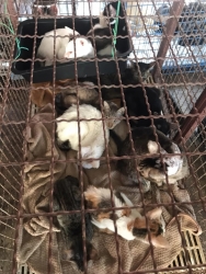 327804942_896102281430902_2971813556152732810_n.jpg - 60 Cats Tampel in Bangkok Urgent rescue ทางมูลนิธิสันติสุขเพื่อสุนัขและแมวจรจัด ได้เดินทางไปรับแมว วัดแห่งหนึ่งใน กรุงเทพ จำนวน60 ตัวที่ผู้ดูแลป่วย และไม่สามารถดูแลแมวได้อีกต่อไป บวกกับทางวัด ต้องการให้แมวออกจากวัดไป | https://www.santisookdogandcat.org