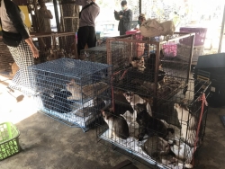 327889618_2193271654206139_6875038985249145731_n.jpg - 60 Cats Tampel in Bangkok Urgent rescue ทางมูลนิธิสันติสุขเพื่อสุนัขและแมวจรจัด ได้เดินทางไปรับแมว วัดแห่งหนึ่งใน กรุงเทพ จำนวน60 ตัวที่ผู้ดูแลป่วย และไม่สามารถดูแลแมวได้อีกต่อไป บวกกับทางวัด ต้องการให้แมวออกจากวัดไป | https://www.santisookdogandcat.org