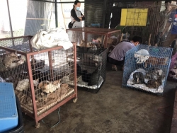 327910715_1147296949300485_7839508301875385019_n.jpg - 60 Cats Tampel in Bangkok Urgent rescue ทางมูลนิธิสันติสุขเพื่อสุนัขและแมวจรจัด ได้เดินทางไปรับแมว วัดแห่งหนึ่งใน กรุงเทพ จำนวน60 ตัวที่ผู้ดูแลป่วย และไม่สามารถดูแลแมวได้อีกต่อไป บวกกับทางวัด ต้องการให้แมวออกจากวัดไป | https://www.santisookdogandcat.org