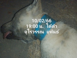 330627345_1187035388844569_2817609364820833291_n.jpg - update สุนัขได้รับความช่วยเหลือแล้วค่ะ จึงมาแจ้งให้ทุกท่านทราบ และขอบพระคุณมากๆ ทุกการแชร์ ขอบคุณทุกท่านค่ะ พิกัด ตำบลหนองน้ำใหญ่ อำเภอผักไห่ จังหวัดอยุธยา | https://www.santisookdogandcat.org