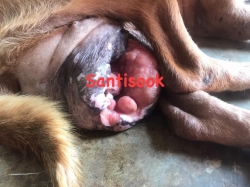 330621609_700354085123745_9159002463374595667_n.jpg - Update dog cancer น้องอ้อนแอ้น สุนัขมะเร็งเต้านม ที่มีก้อนใหญ่ขนาดประมาณ 3-4 kg ที่ทางมูลนิธิสันติสุขเพื่อสุนัขและแมวจรจัด ช่วยเหลือให้การรักษา ผลการรักษา ได้ผลดี ก้อนเนื้อยุบได้ดีมากๆ | https://www.santisookdogandcat.org