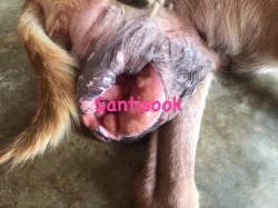 331269045_3045582552410220_3880492633875150013_n.jpg - Update dog cancer น้องอ้อนแอ้น สุนัขมะเร็งเต้านม ที่มีก้อนใหญ่ขนาดประมาณ 3-4 kg ที่ทางมูลนิธิสันติสุขเพื่อสุนัขและแมวจรจัด ช่วยเหลือให้การรักษา ผลการรักษา ได้ผลดี ก้อนเนื้อยุบได้ดีมากๆ | https://www.santisookdogandcat.org