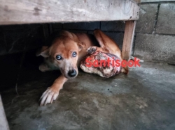 331285006_973600940473362_3143891199487315359_n.jpg - Update dog cancer น้องอ้อนแอ้น สุนัขมะเร็งเต้านม ที่มีก้อนใหญ่ขนาดประมาณ 3-4 kg ที่ทางมูลนิธิสันติสุขเพื่อสุนัขและแมวจรจัด ช่วยเหลือให้การรักษา ผลการรักษา ได้ผลดี ก้อนเนื้อยุบได้ดีมากๆ | https://www.santisookdogandcat.org