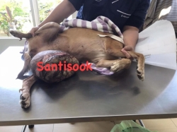 331920806_1230106497713973_719847665184549178_n.jpg - Update dog cancer น้องอ้อนแอ้น สุนัขมะเร็งเต้านม ที่มีก้อนใหญ่ขนาดประมาณ 3-4 kg ที่ทางมูลนิธิสันติสุขเพื่อสุนัขและแมวจรจัด ช่วยเหลือให้การรักษา ผลการรักษา ได้ผลดี ก้อนเนื้อยุบได้ดีมากๆ | https://www.santisookdogandcat.org